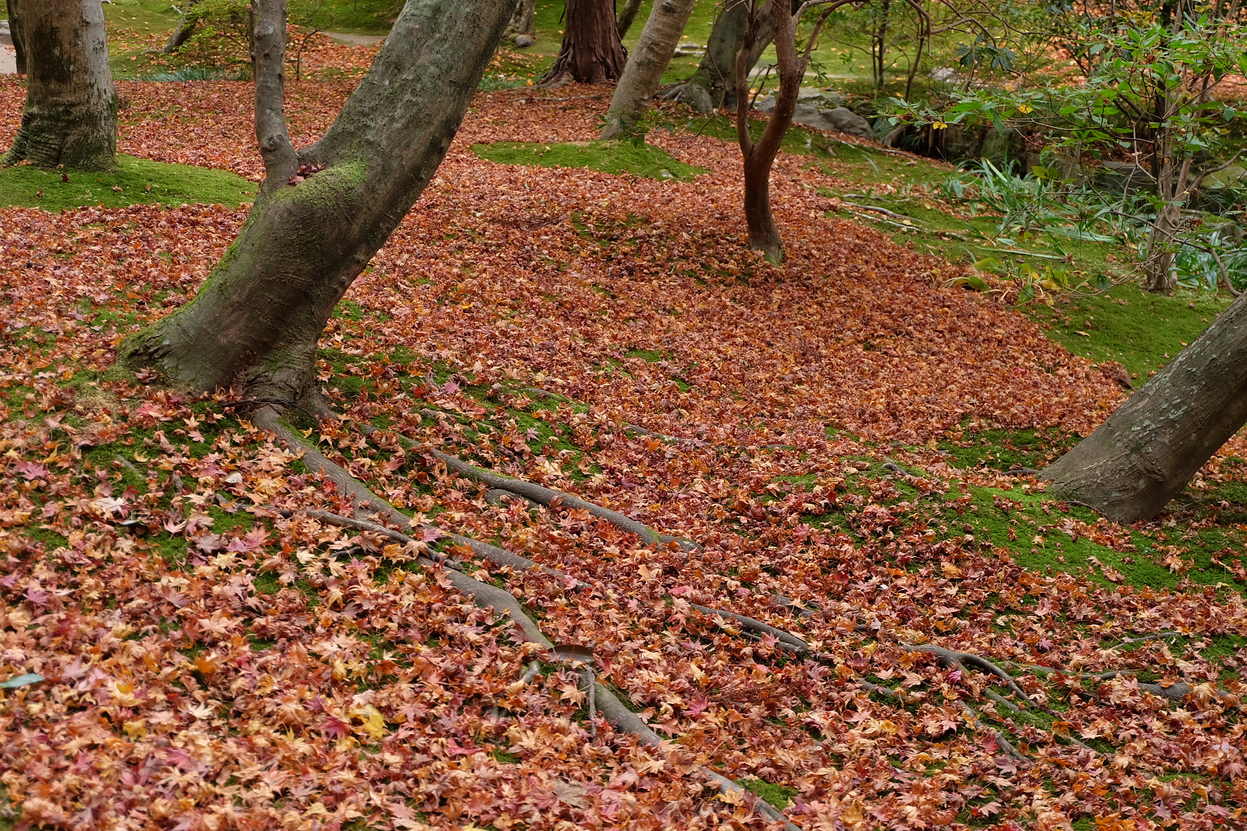 米其林三星怀石料理(和山村) 和 东京皇居 京都