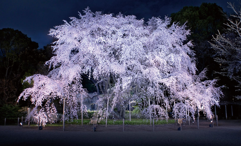 【醉美夜樱】夜赏六义园枝垂樱 高级寿司宴 半日游