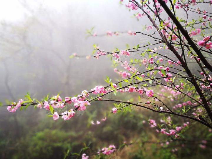 雨水打湿了桃花,桃花滴滴答答的水珠一点一点滴落下来