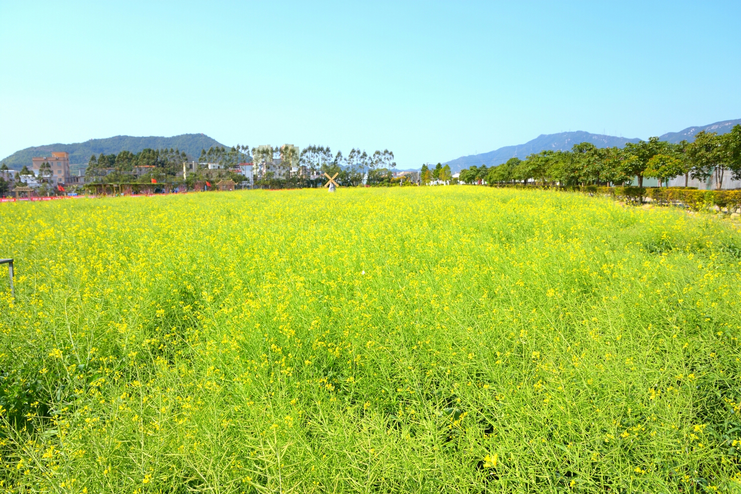 先来张油菜花全景,接下来畅游在花海里吧