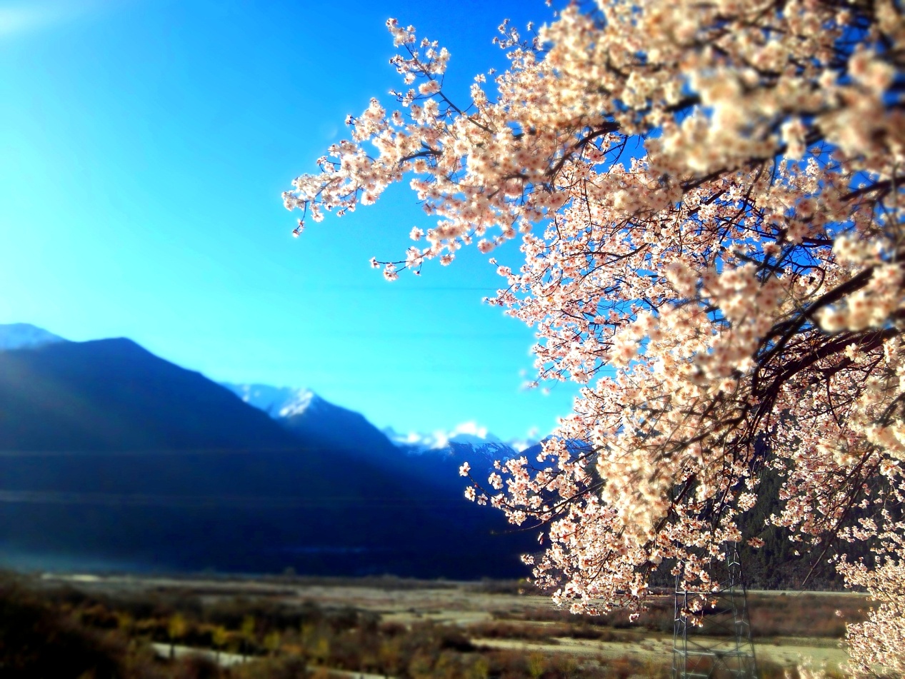 三生三世十里桃花之林芝察隅