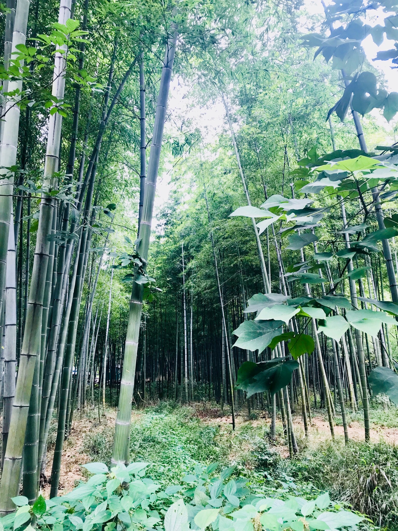 江苏省旅游 溧阳旅游攻略 南山竹林,一片翠竹,一片净土    天目湖在