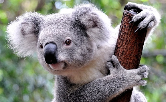 【推荐理由】 可伦宾野生动物园(Currumbin Wildlife Sanctuary)坐落于黄金海岸的可伦宾,建立于1947年,占地面积27公顷,是澳洲最佳的野生动物园之一。 【亮点介绍】 【亲近自然】拥有超过1400种澳大利亚特有的动物,绝对是接触大自然的好地方; 【亲密接触】在这里游客可以喂食袋鼠,抱抱萌萌的考拉,和动物们亲密接触; 【精彩表演】鹦鹉喂食、鸟类飞行、土著居民歌舞等精彩表演不容错过; 【多种选择】 多种项目随心搭配,多个套餐可以选择,让这个行程更适合您!
