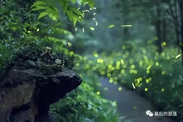 关于萤火虫的寿命以及生态.