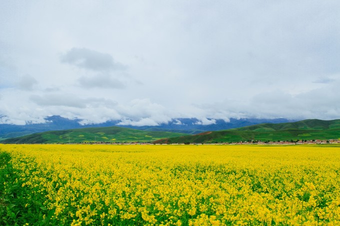 你觉得青海湖一年之中什么季节去最美?