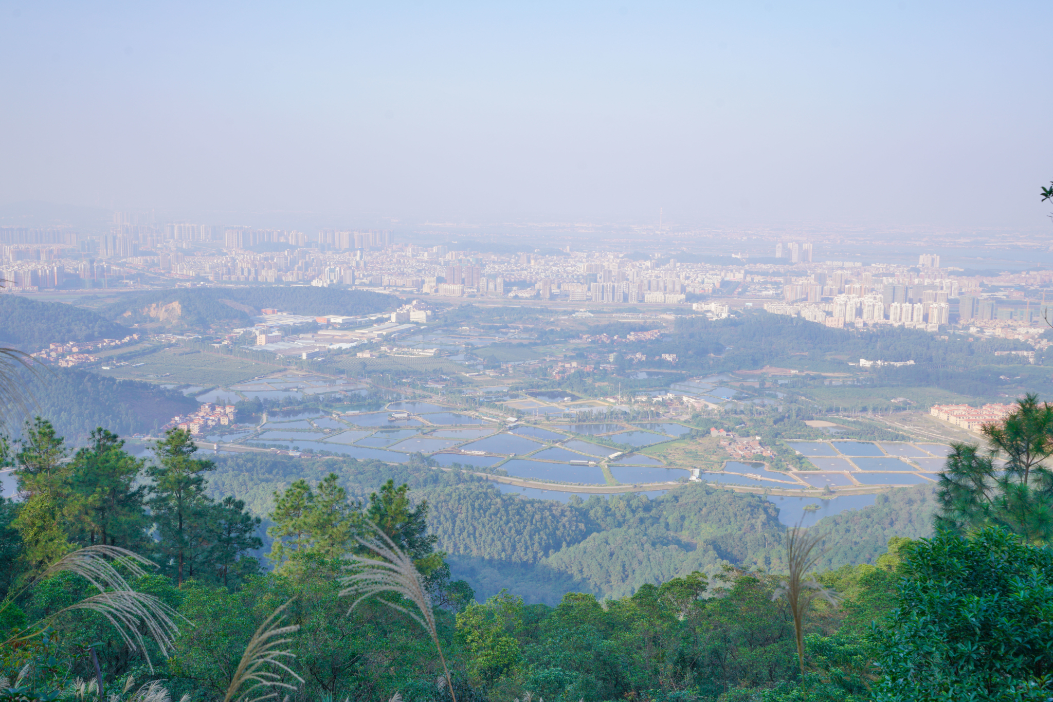 佛山高明茶山,只为拍照不为鸡之旅