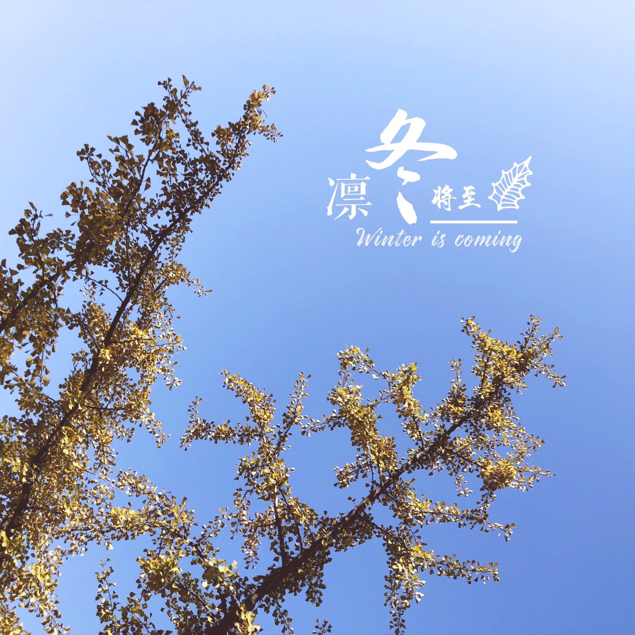 萨克斯深秋清风曲谱_深秋落叶图片(3)