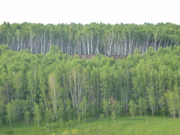 树是不是农作物 wKgBZ1nt8iiAMys4AAuUCDpKk_w00.jpeg?imageView2%2F2%2Fw%2F600%2Fh%2F600%2Fq%2F90