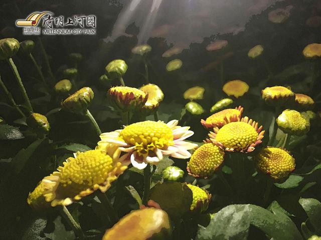 什么赏菊的成语_成语故事图片