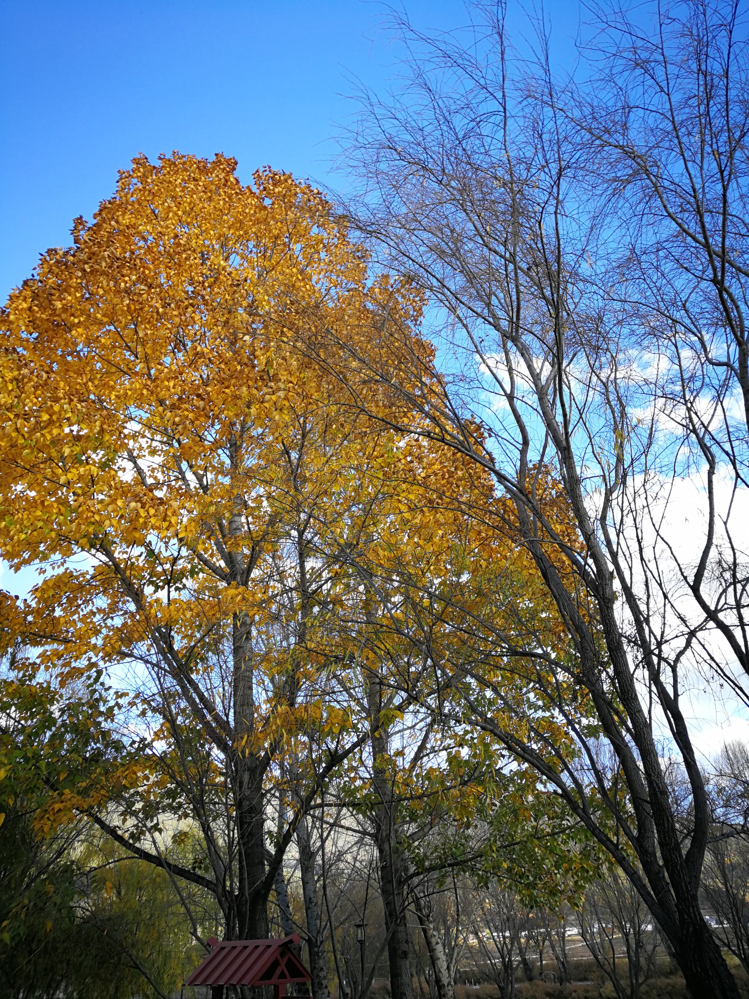 孕妇梦到柿子树成熟，寓意与解梦的深度剖析