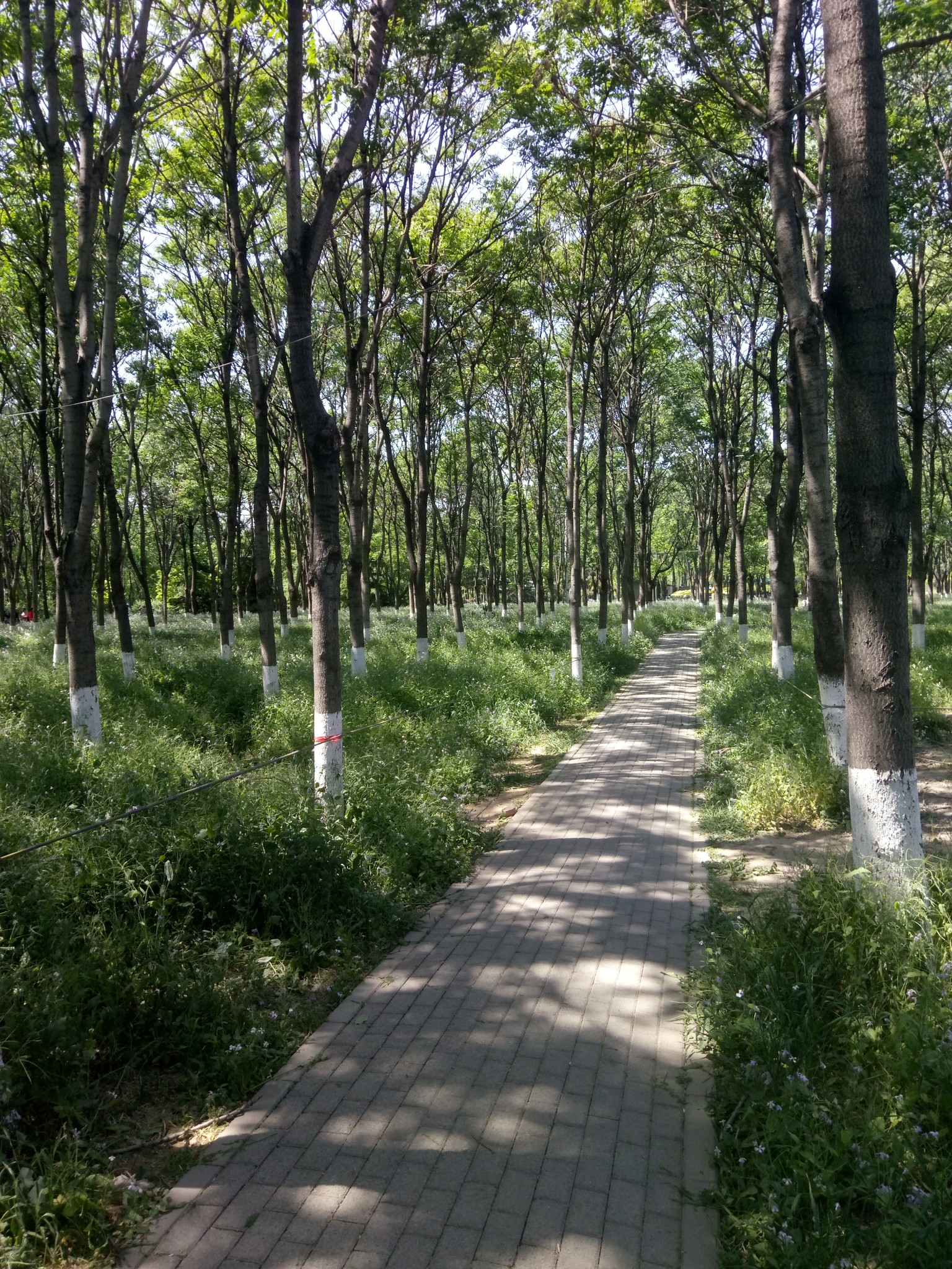 北京朝阳区将府公园      
