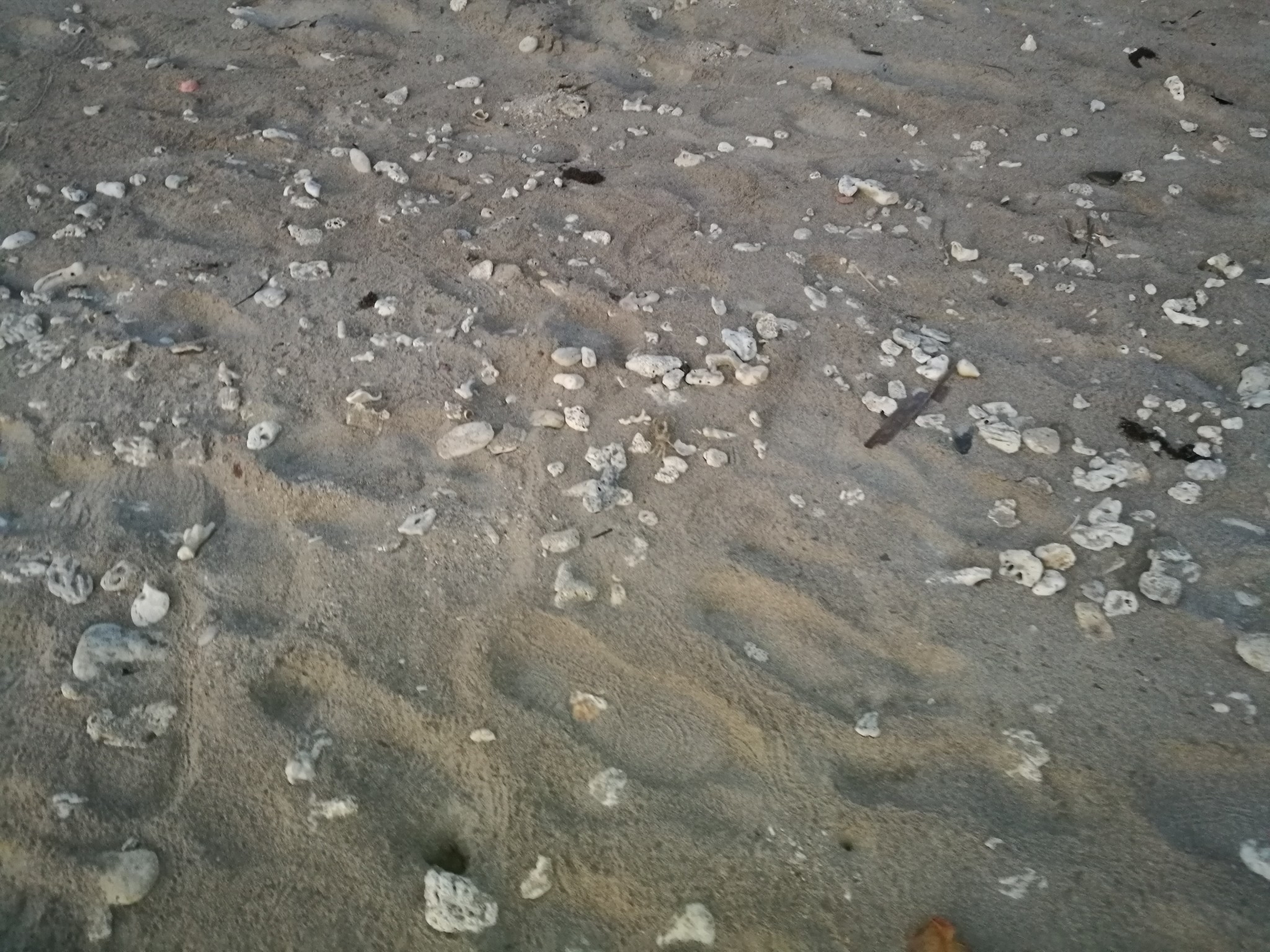 清晨海滩上螃蟹的脚印