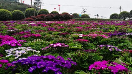 重庆南湖多彩植物园门票