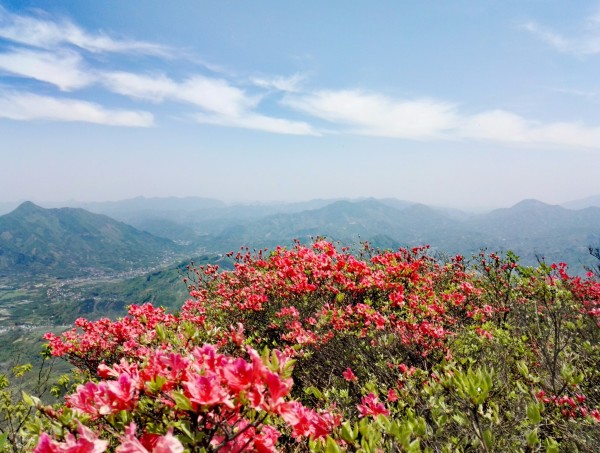 映山红游玩攻略,映山红旅游攻略