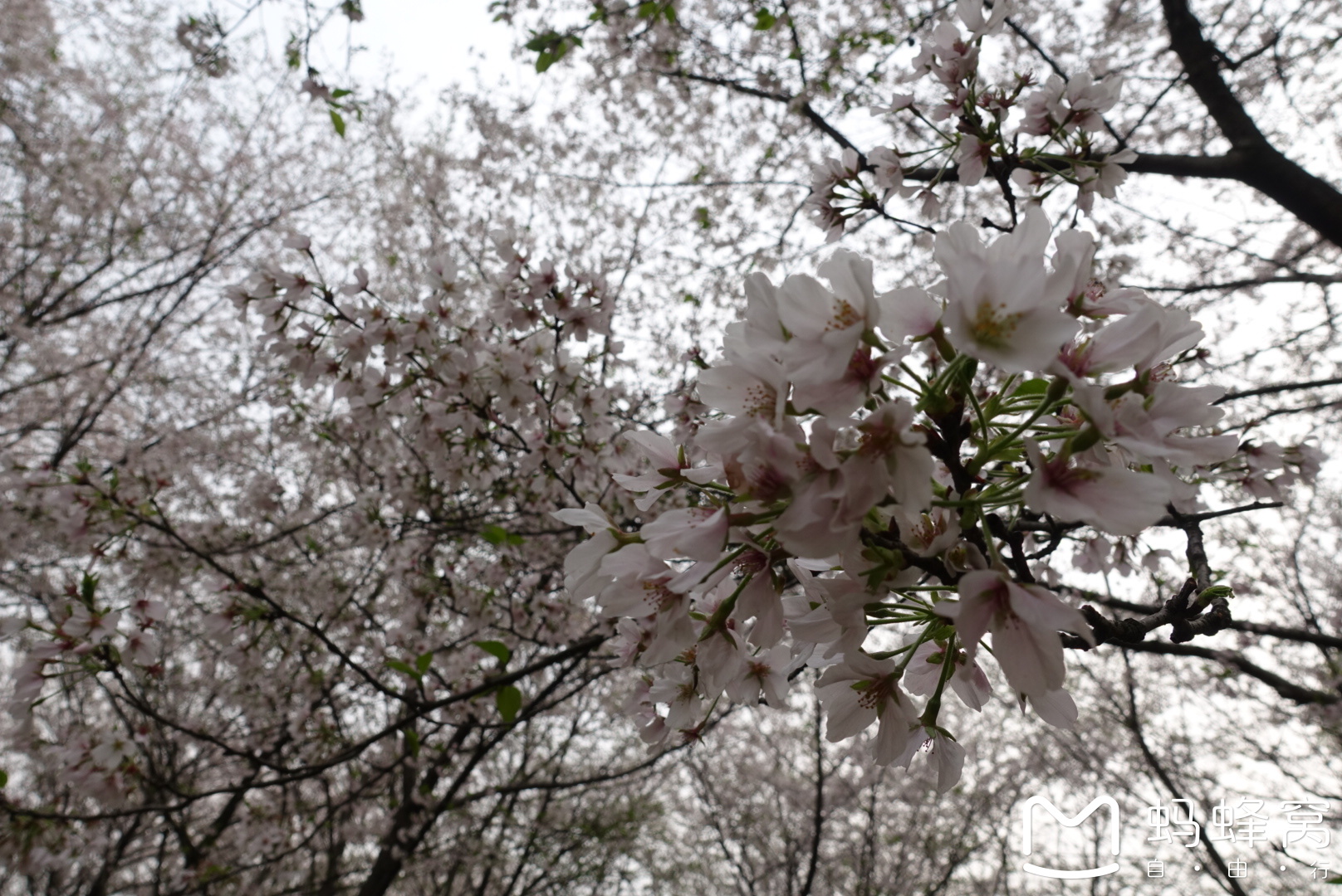 樱花汉话