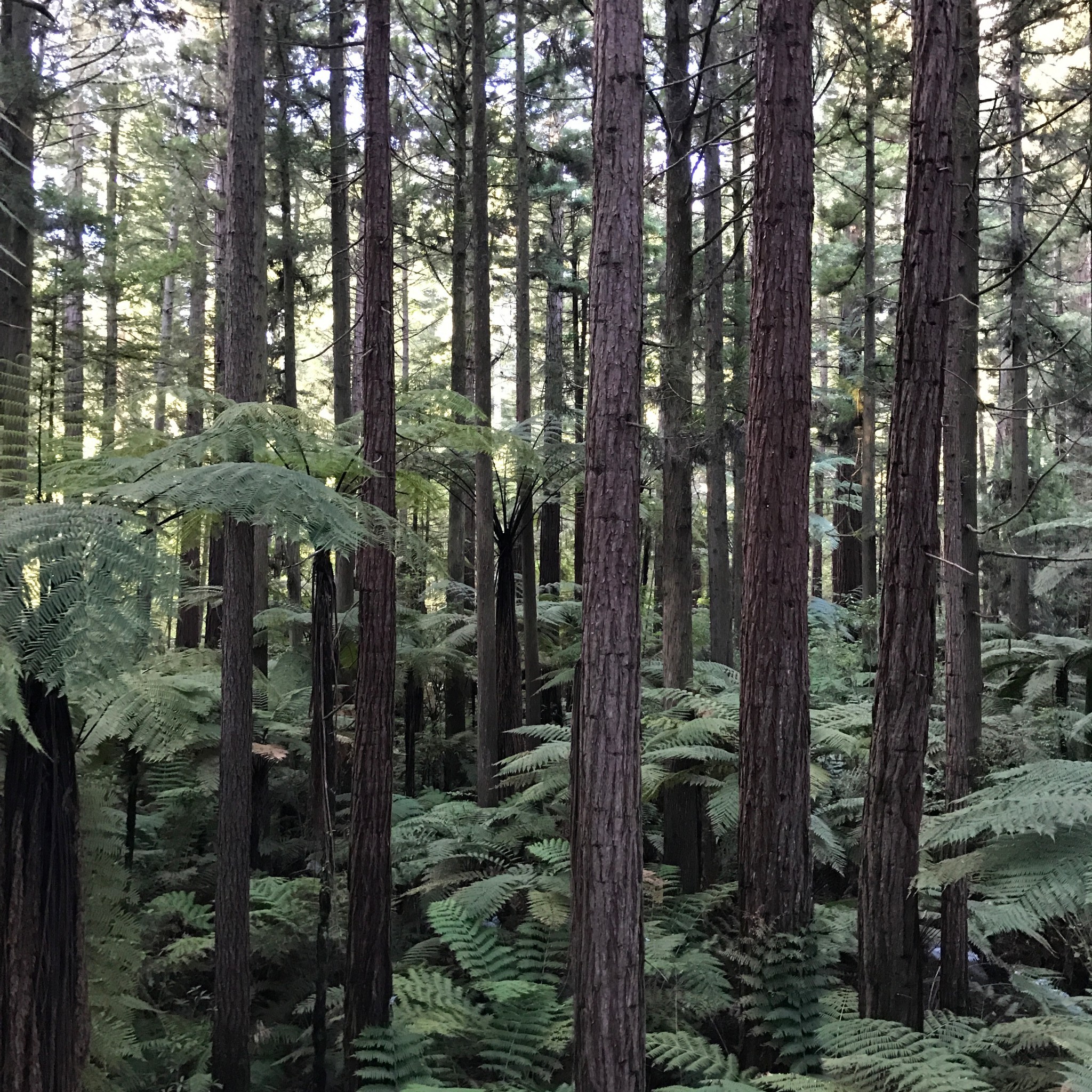 redwood treewalk 红木树林步道