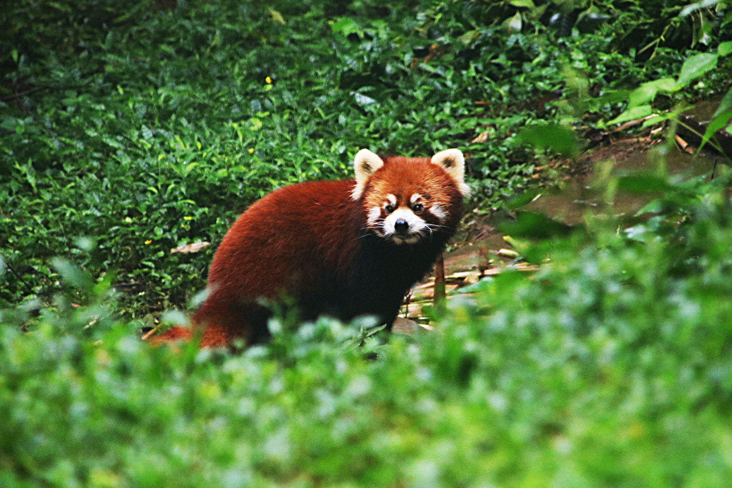 wKgBEFpsePmAfo_RAAZLgZUZ03453.jpeg?imageView2%2F2%2Fw%2F600%2Fh%2F600%2Fq%2F90