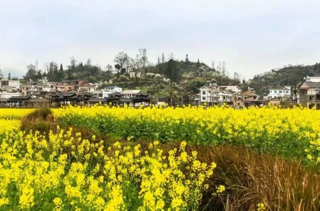 唐山乐亭礼拜几限号尾数7（2017年唐山乐亭县牡丹园开花了吗）