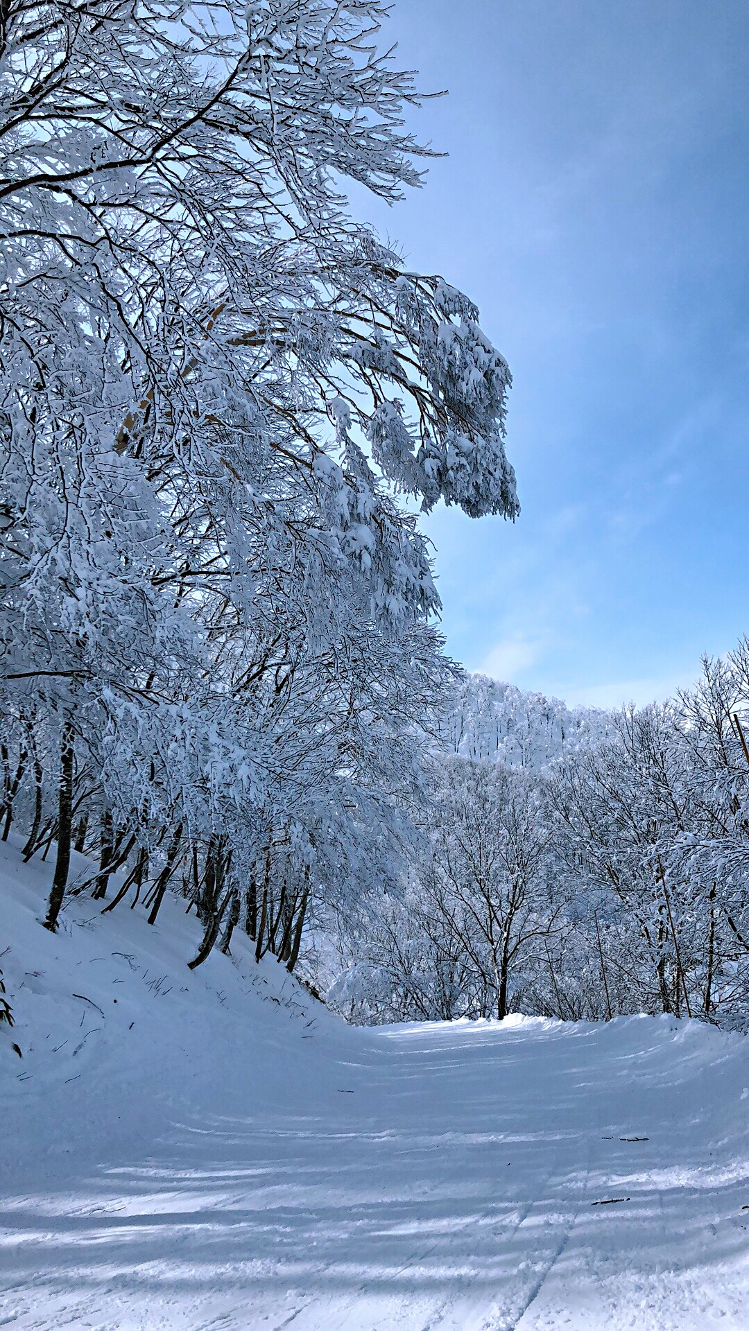 高圆圆黑色长款大衣怎么搭