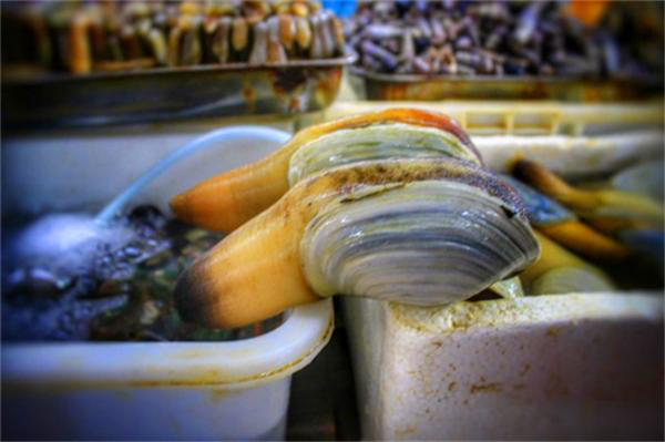 挑选海鲜的小窍门 wKgBEFr5WrGAc2eeAASykaarEis206.png?imageView2%2F2%2Fw%2F600%2Fh%2F600%2Fq%2F90