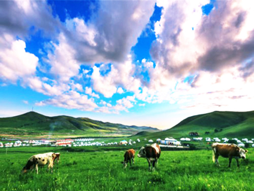 鄂尔多斯是什么草原 wKgBEFrdnXeANicjAAVx_rvj2oM32.jpeg?imageView2%2F2%2Fw%2F510%2Fh%2F8000%2Fq%2F100