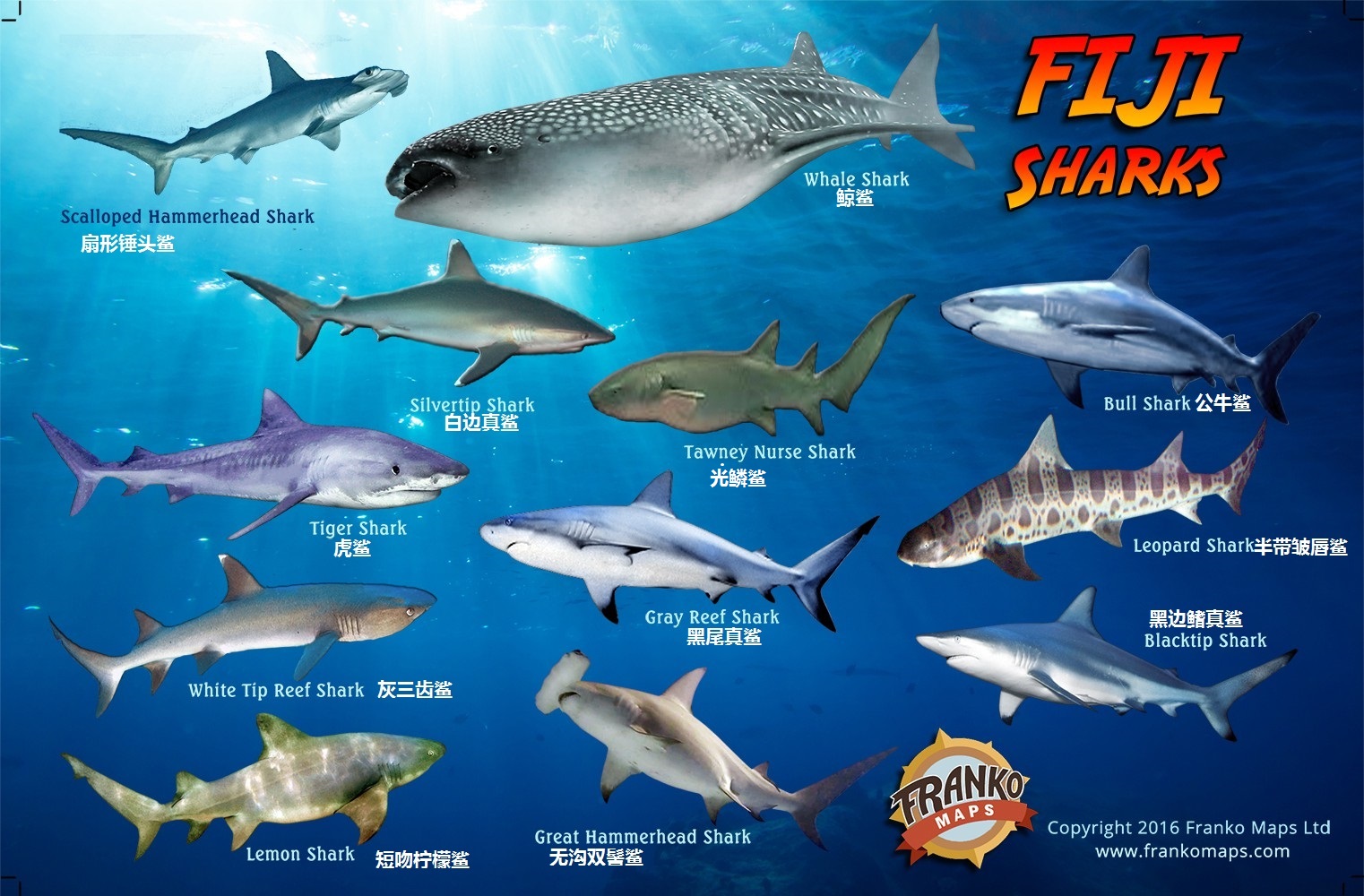 【科普向】去斐济看鲨鱼,请先知道这些信息