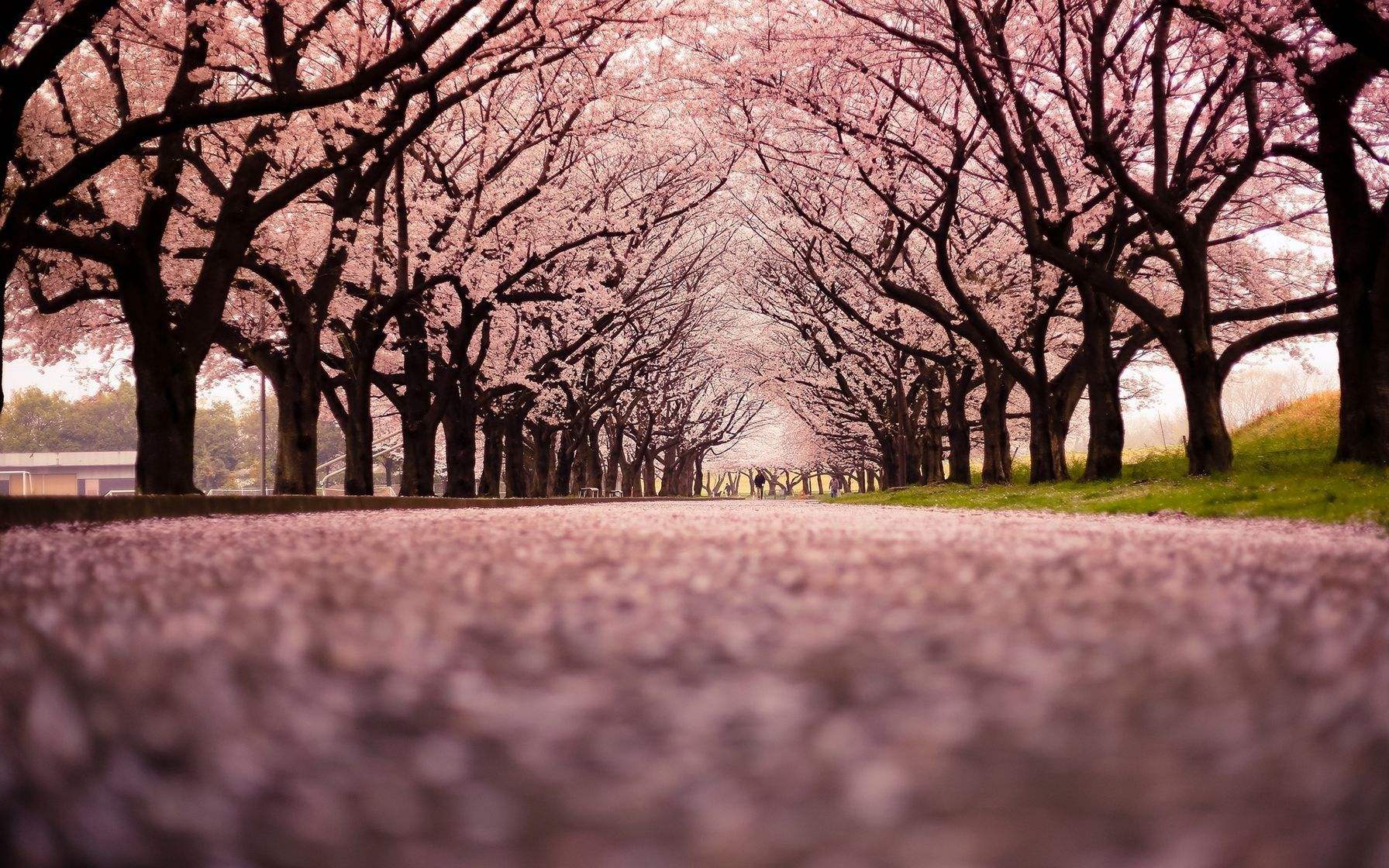 日本樱花壁纸