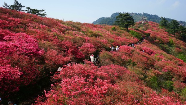 春节麻城游玩攻略,春节麻城游玩攻略大全