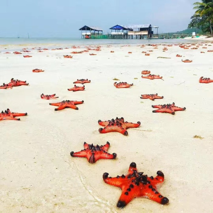 富国岛哪个沙滩有海星