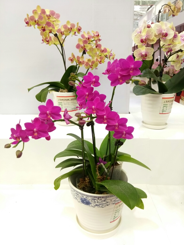 翁源兰花博览会