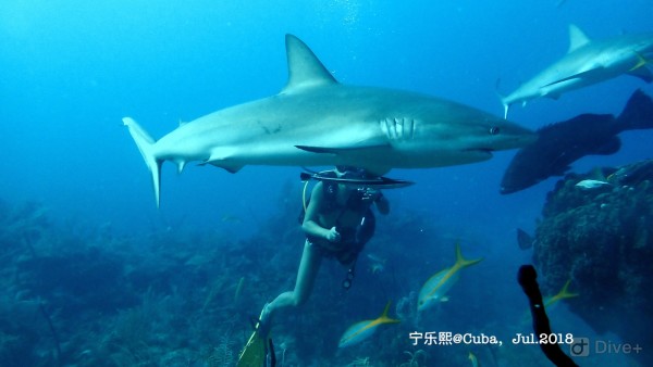 鲨鱼夹的使用视频 wKgBEFtlcKuAPqwQAAS7wI9bLIc65.jpeg?imageView2%2F2%2Fw%2F600%2Fh%2F600%2Fq%2F90