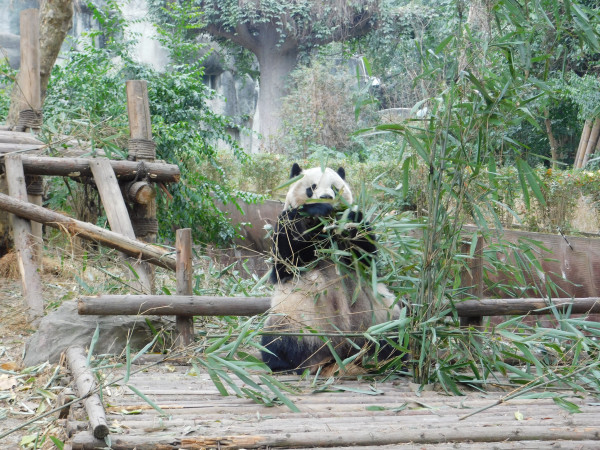 我在成都的最后一天实际只有半天多的时间,因为我之前购买的是当天下午的火车票,这样一来我实际上已经没时间去比较远的景点去了。于是这天我决定到我之前故意放掉的景点武侯祠和锦里去看看,不过没想到在这个时节这两处实际是一个景点。 因为我在这天早上已经在酒店退房了,所以这让我又一次得以负重旅行。 我在成都的最后一顿早饭是烧麦和八宝粥。 来到了武侯祠,景区大门前摆着写着三国圣地字样的石头。 武侯祠的景区大门。事实上,武侯祠的官方正式名称是汉昭烈庙,即以蜀汉昭烈帝刘备为主人的祠庙,至于武侯也就是诸葛亮只是祠庙