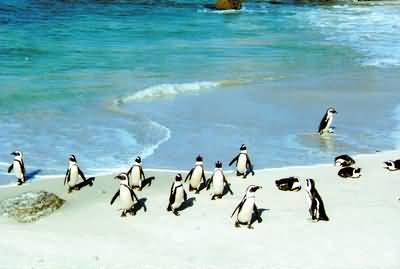 wKgBEFs9nvyAfDNyAAA1urKEQJY11.jpeg?imageView2%2F2%2Fw%2F510%2Fh%2F8000%2Fq%2F100