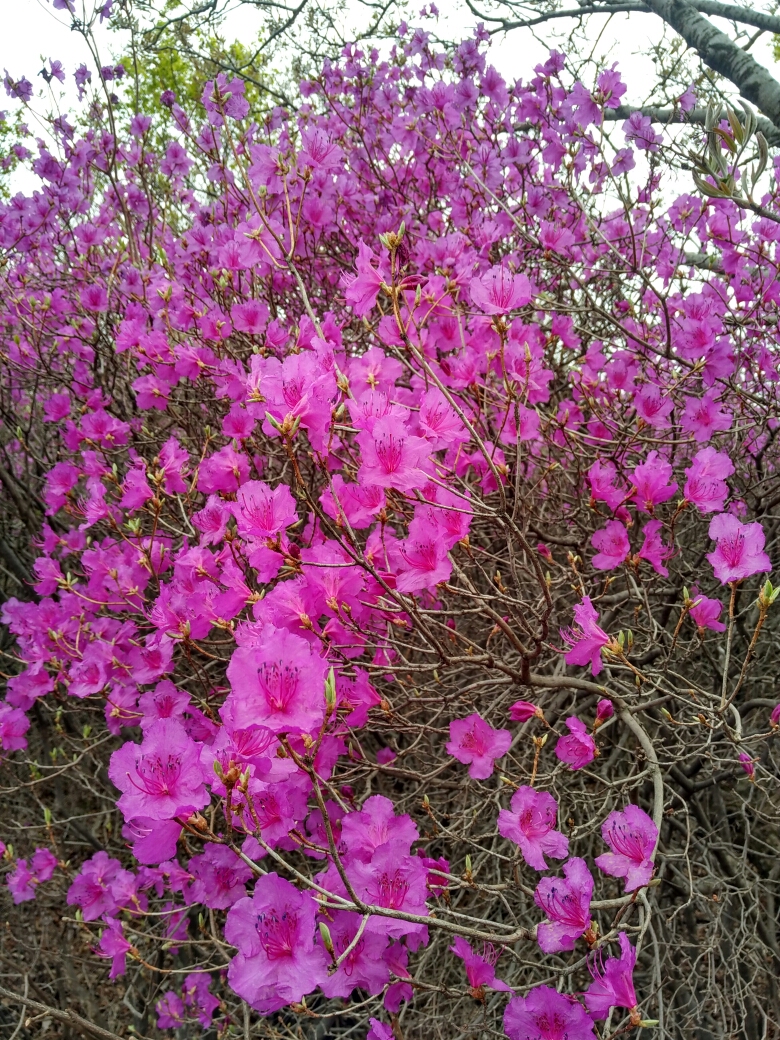 喇叭沟门原始森林追寻杜鹃花