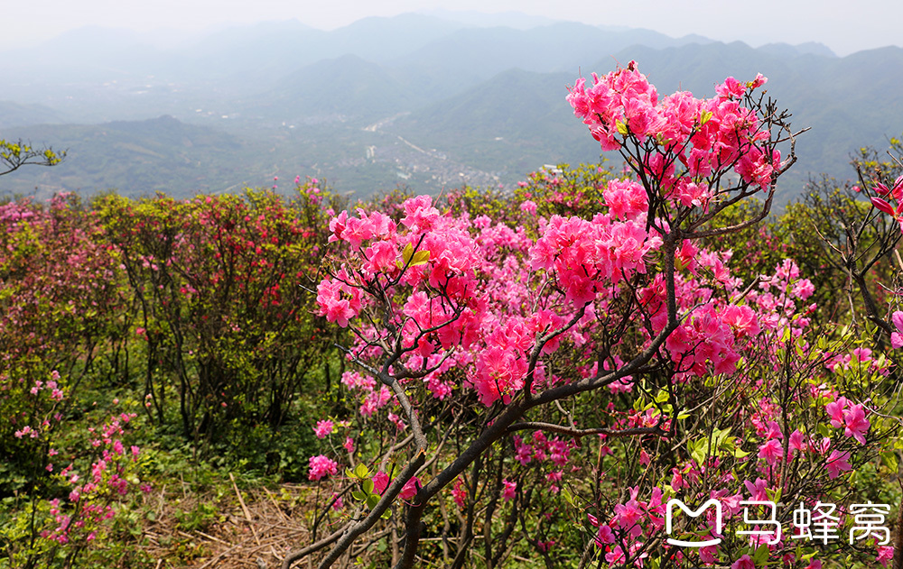 宁波杜鹃花胜地:金峨山上映山红,宁波旅游攻略 - 马