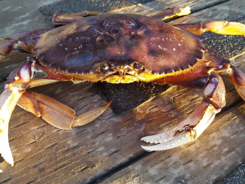 oregon  多一份了解,多一分爱~     珍宝蟹  dungeness crab