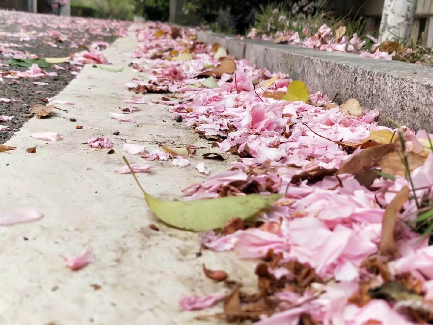 一个月左右,樱花凋零.