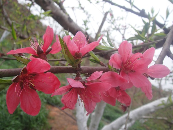 三月三,去赏花(赣州信丰县城绕大塘、坪石骑