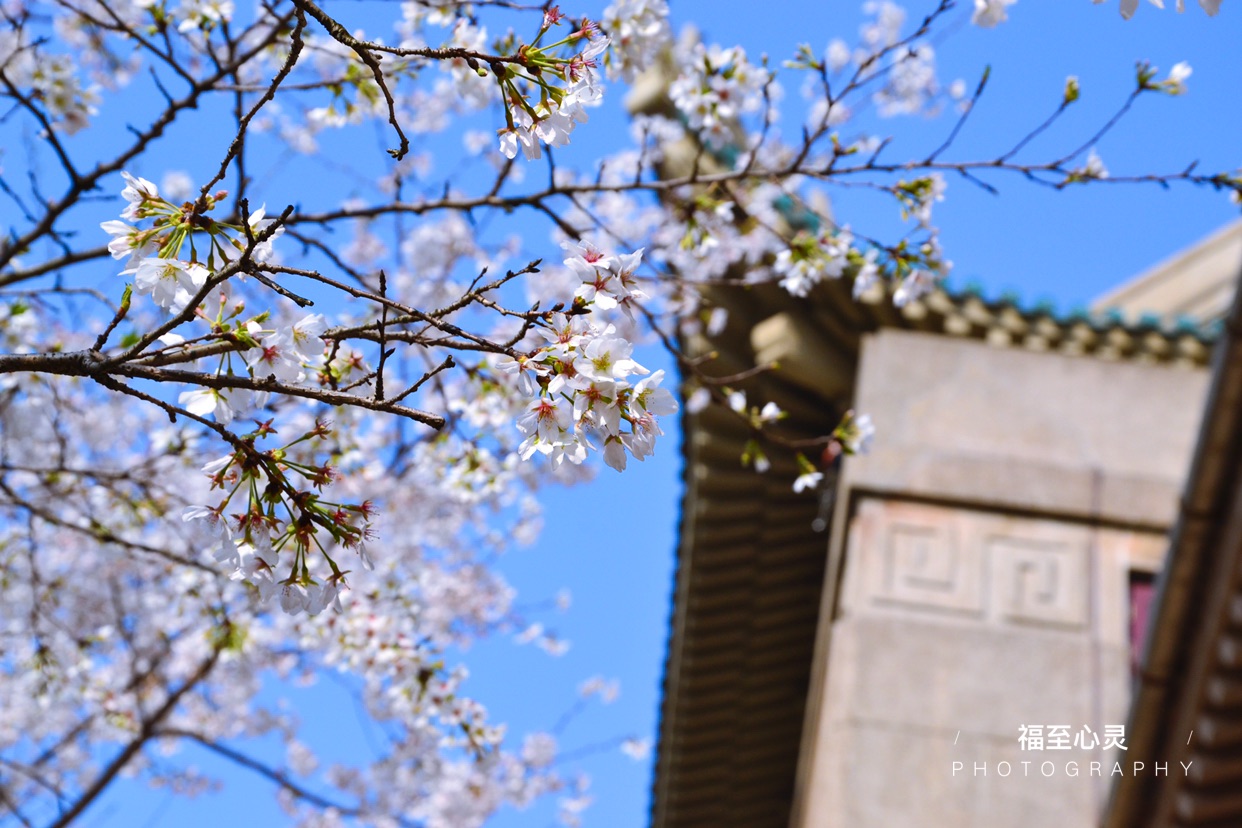 武汉大学樱花节