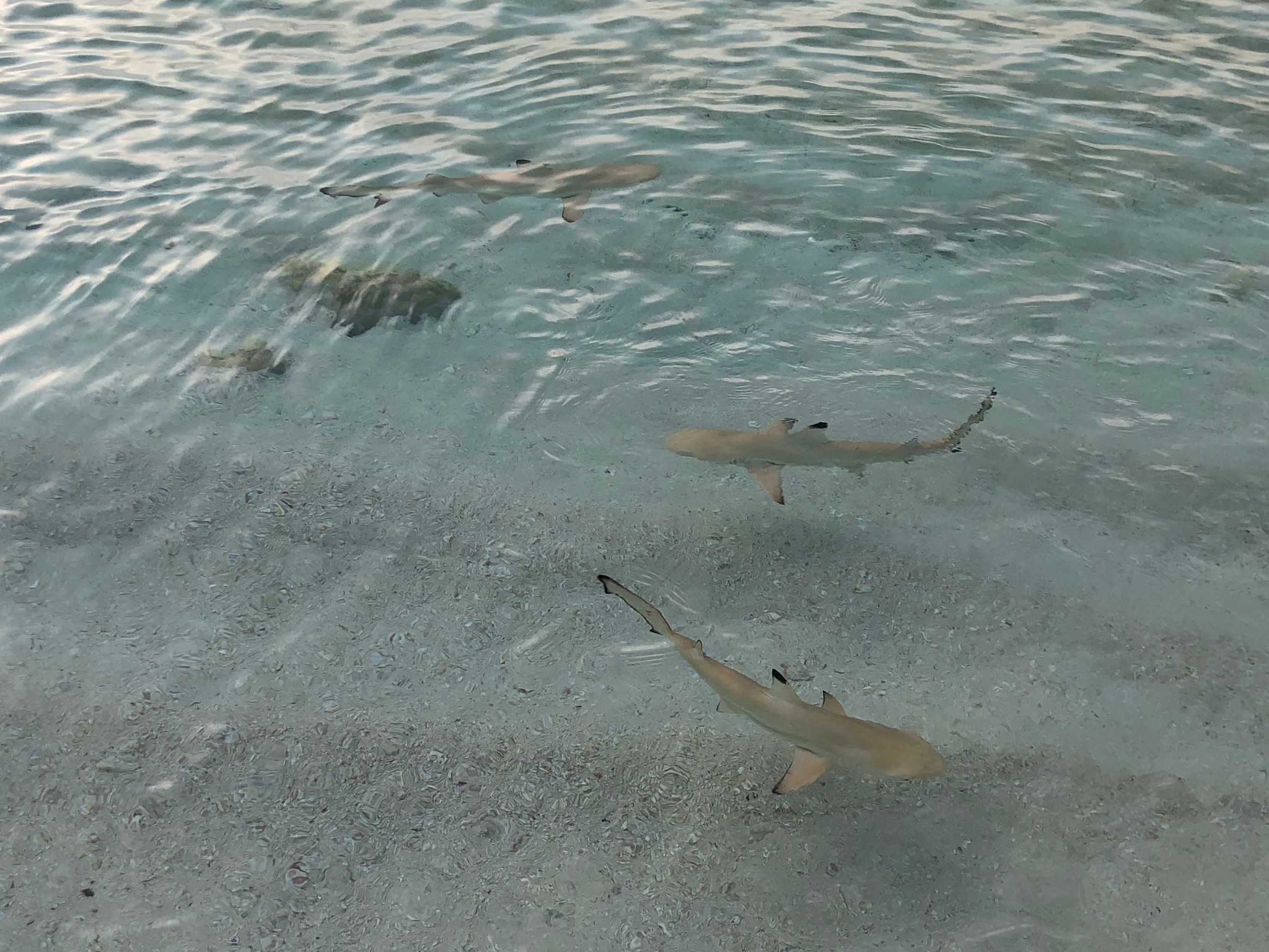 wKgED1voCY6AWWikAAt84ehVeyw04.jpeg?imageView2%2F2%2Fw%2F600%2Fh%2F600%2Fq%2F90