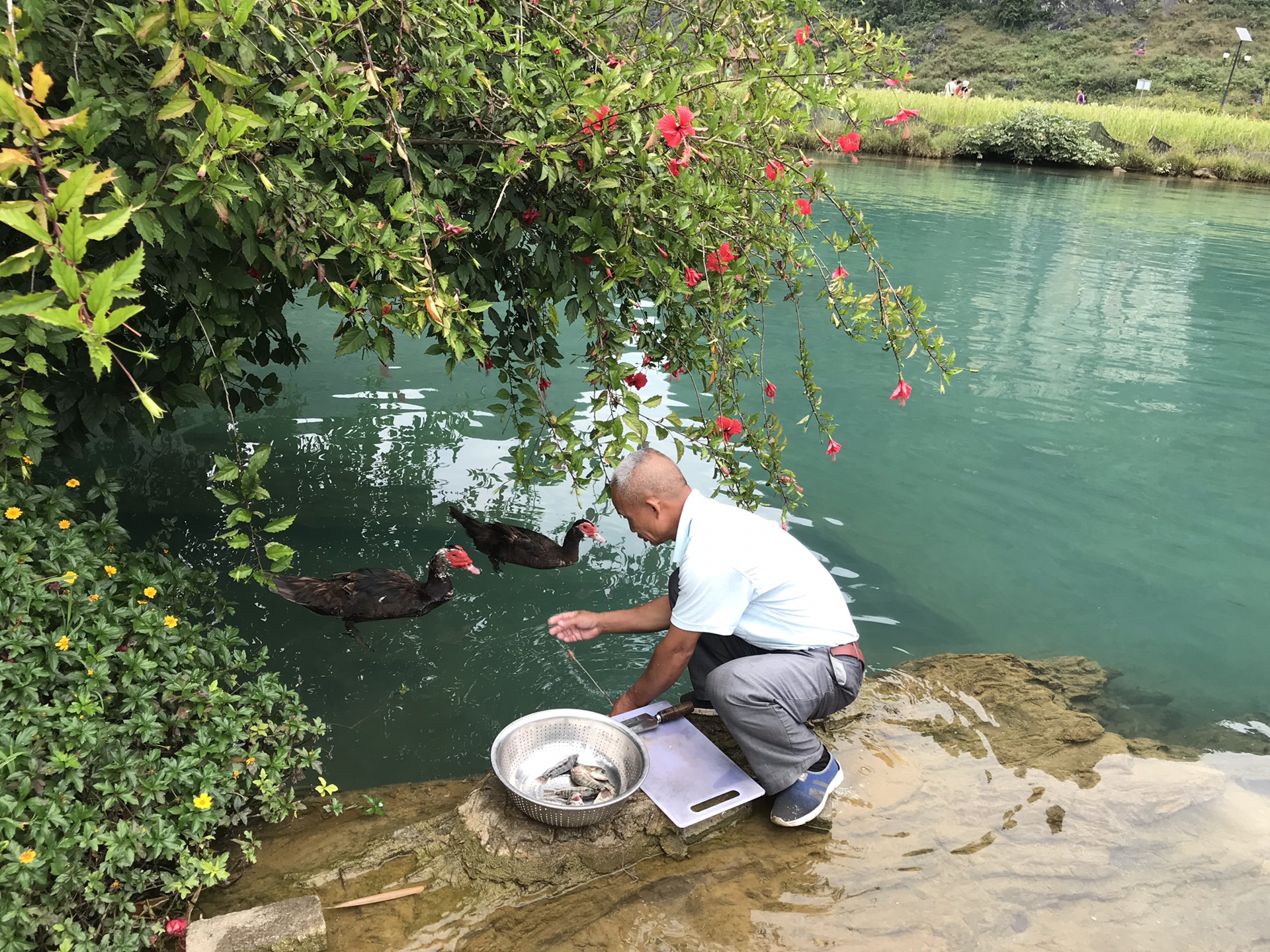 隆林德鹅人口_隆林德峨苗妹图片