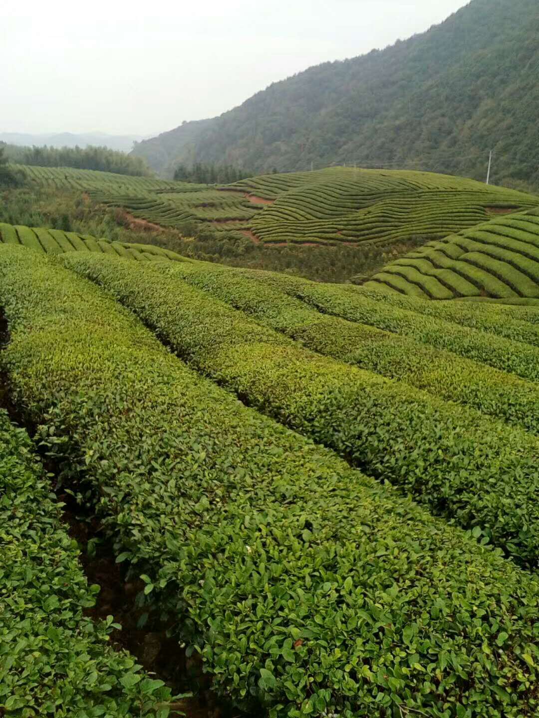 考水村人口_人口普查图片
