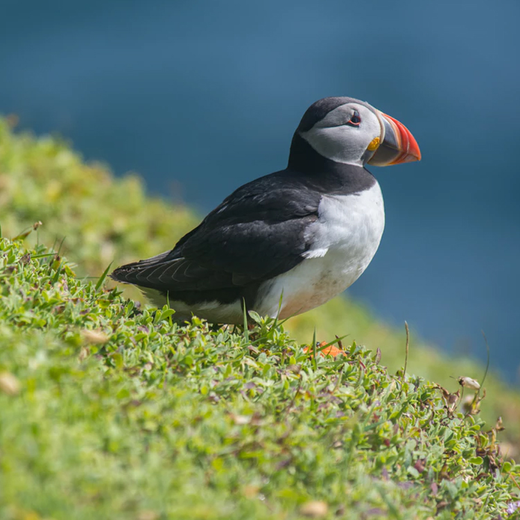 冰岛雷克雅未克木船出海观赏最萌鸟puffin海鹦善知鸟半日游(冰岛国鸟