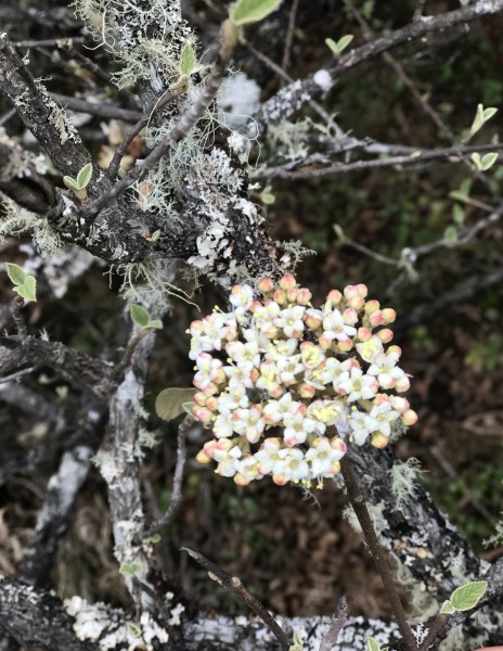 春天的林芝,桃花季,路边惊现白心球花报春盛开(报春花科,报春花属)图片