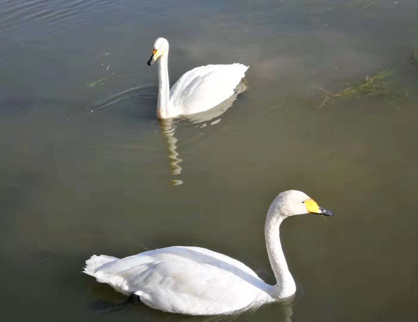 wKgED1u5cSSAbK7QAAC9fzYCaJo30.jpeg?imageView2%2F2%2Fw%2F600%2Fh%2F600%2Fq%2F90