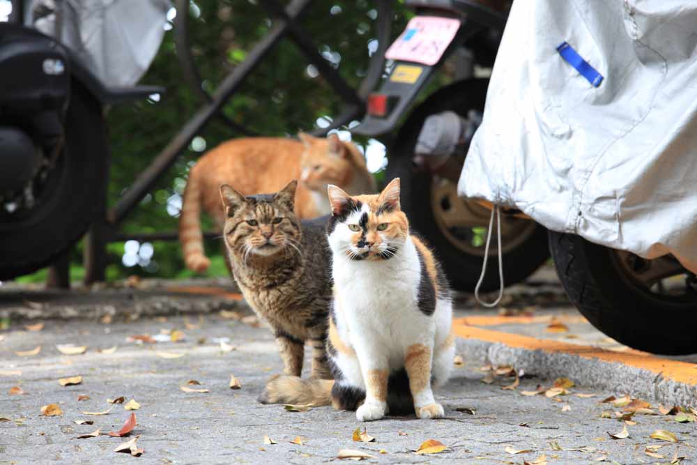 日本猫岛小盘点,哪些才"名副其实"?