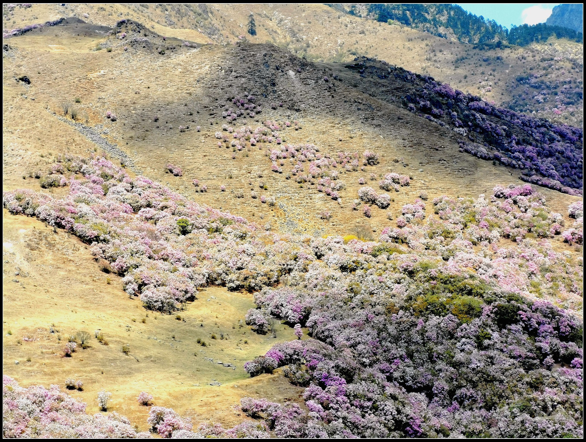 最美人间四月天(四川省德昌县姑姑山篇)