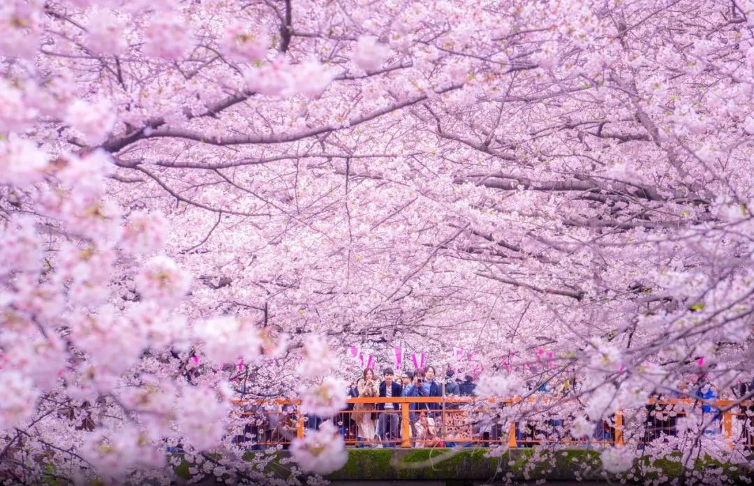 我们先来看看今年的樱花花期预测,数据来源日本气象株式会社2月21日的