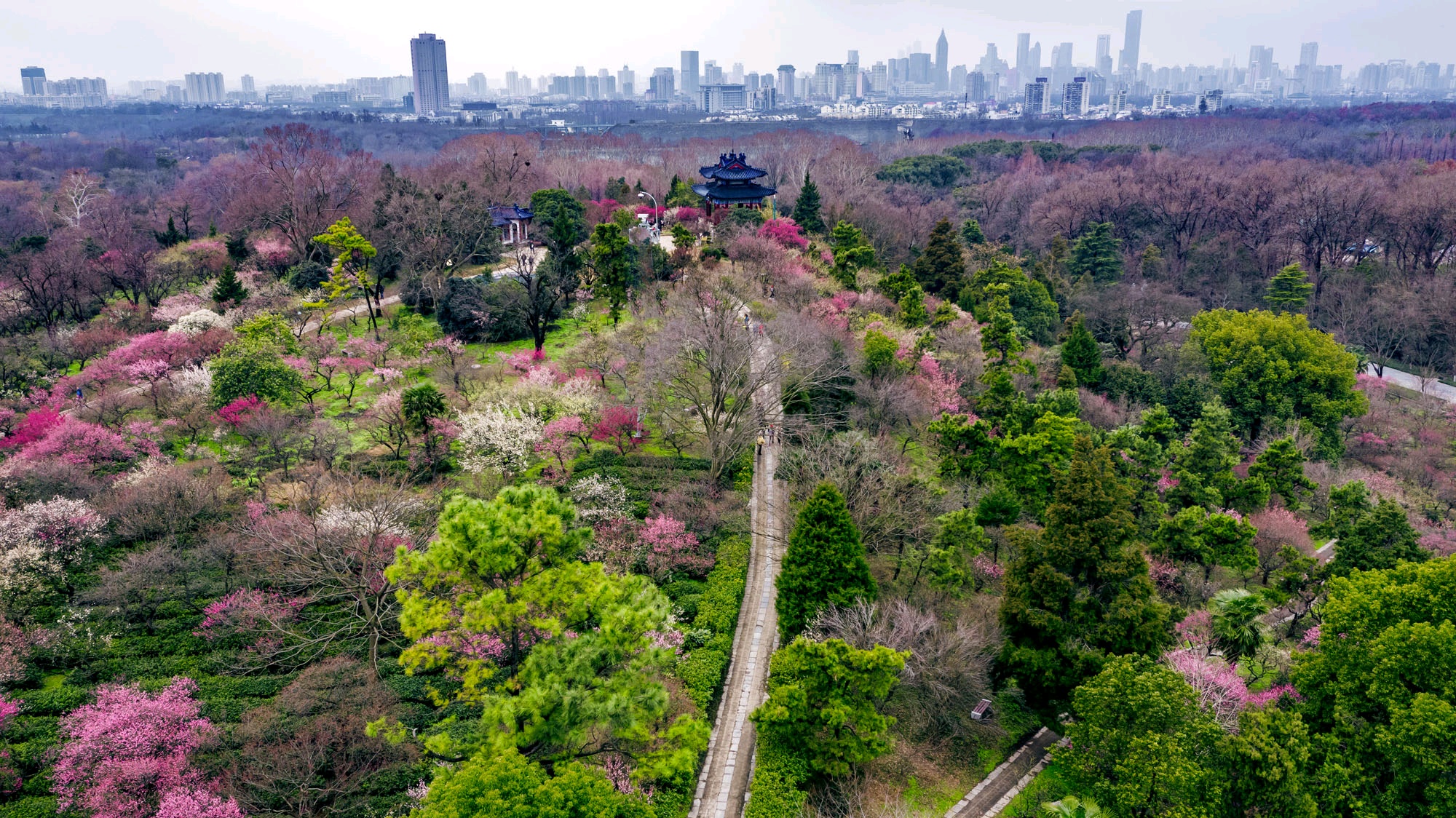 【南京梅花节】2019南京国际梅花节攻略，2019南京国际梅花节活动详情