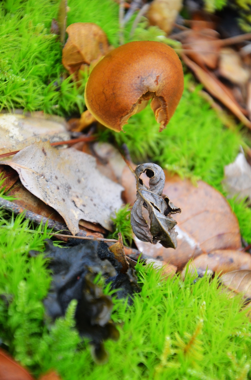 wKgBpU6n99rrGatWAA79HoQVyaU22.jpeg?imageView2%2F2%2Fw%2F400%2Fh%2F400%2Fq%2F90